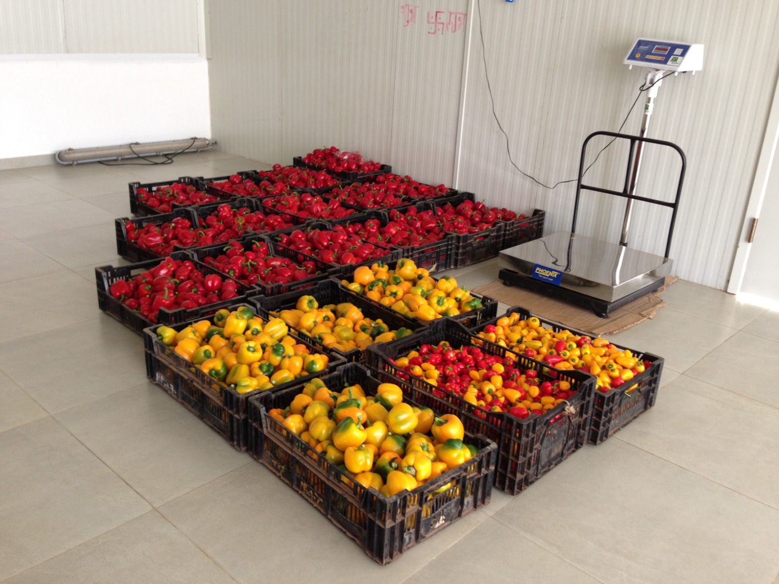 Greenhouse Project 45